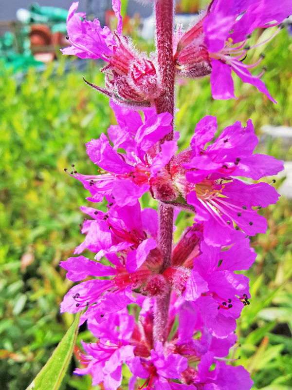 Blüten vom Blutweiderich